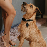 Leather Dog Collar - Designer All for American from Lifetime Leather Co.
