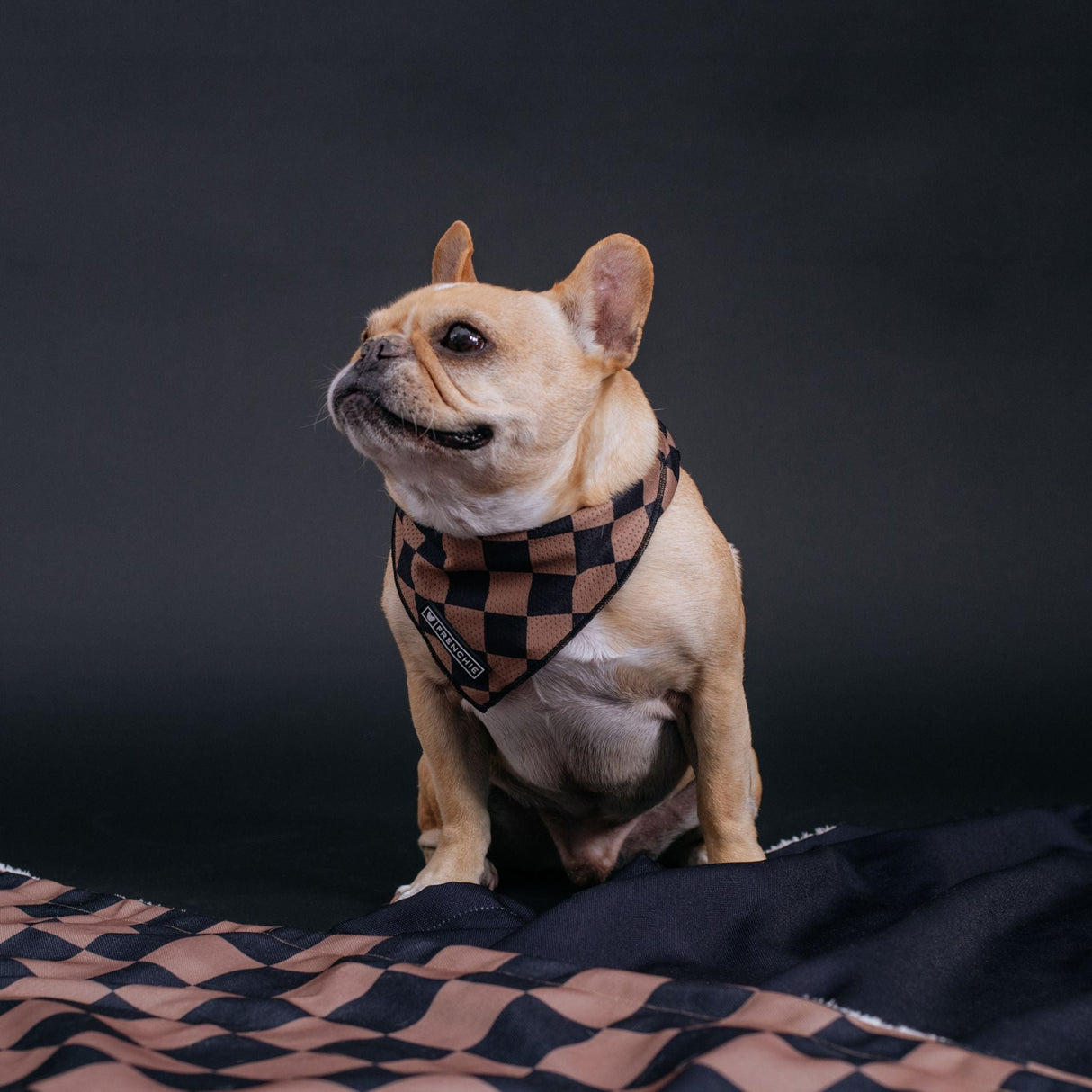 Frenchie Cooling Bandana - Black Checkered from Frenchie Bulldog