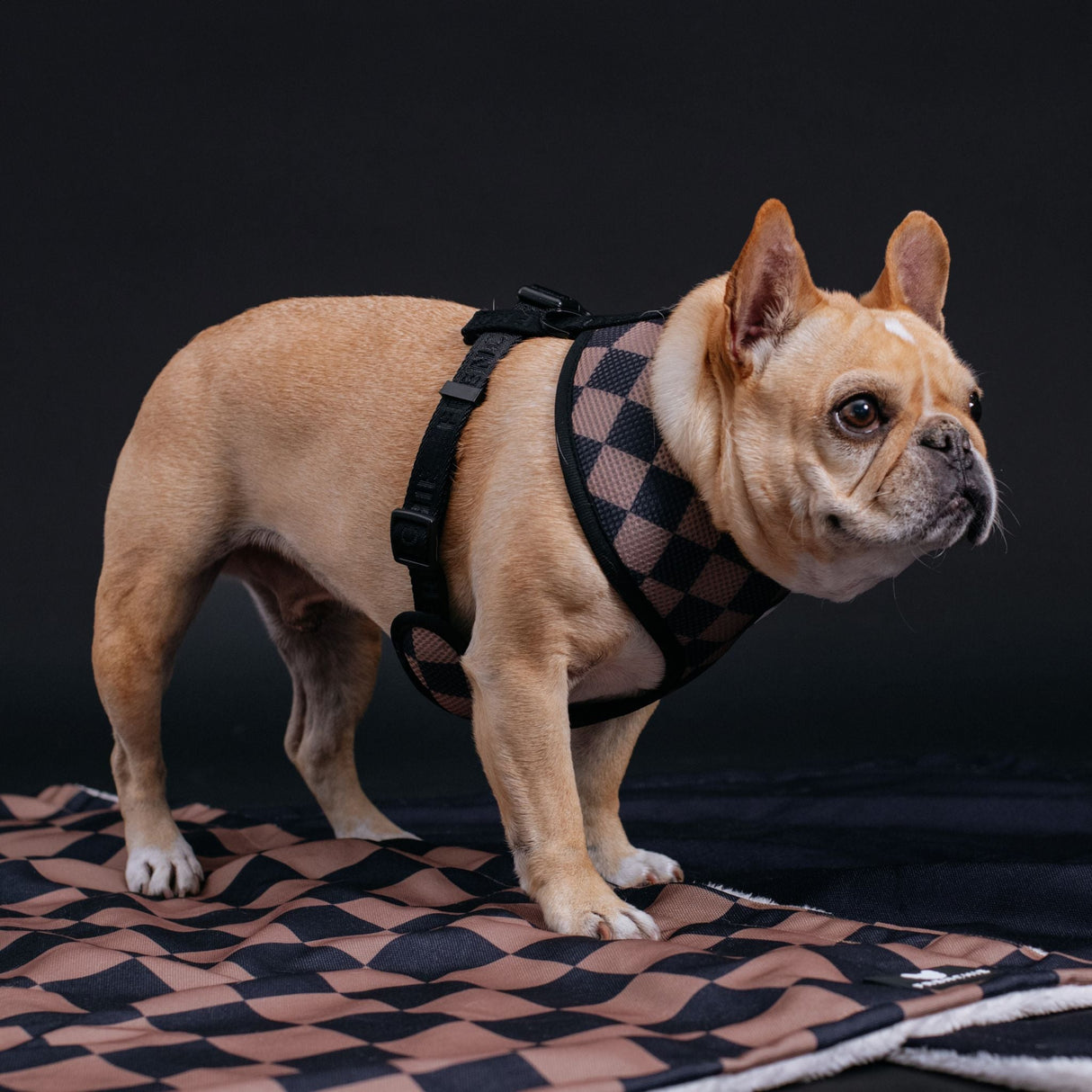 Frenchie Duo Reversible Harness - Black from Frenchie Bulldog
