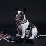 Frenchie Duo Reversible Harness - Black from Frenchie Bulldog