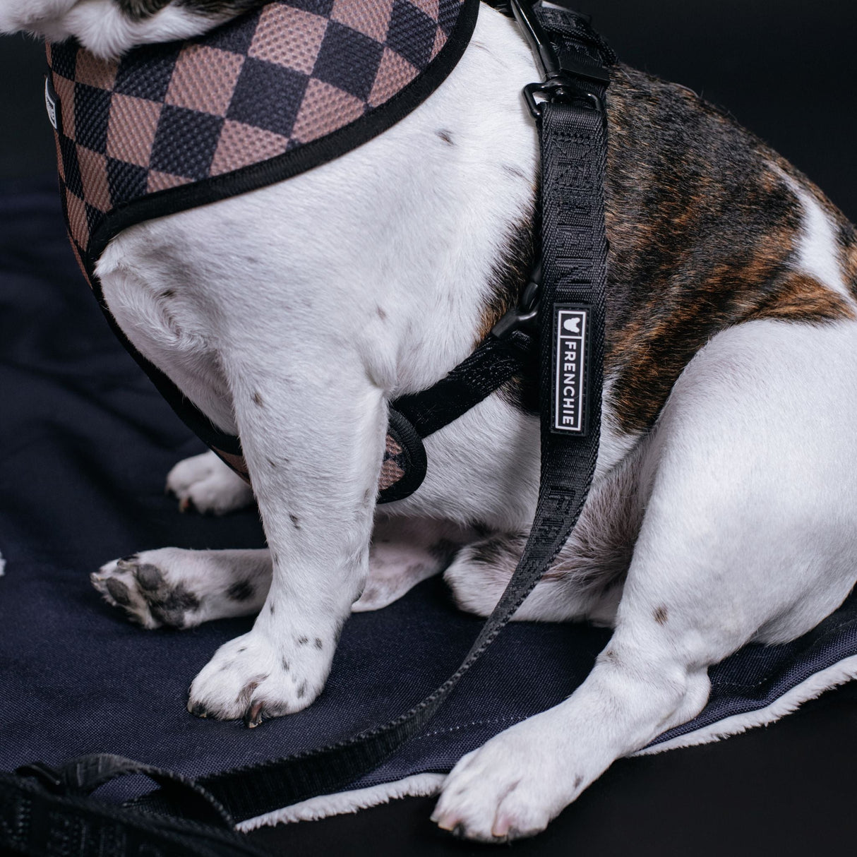 Frenchie Duo Reversible Harness - Black from Frenchie Bulldog