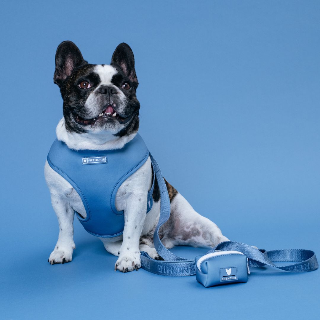Frenchie Duo Reversible Harness - Blue Steel from Frenchie Bulldog