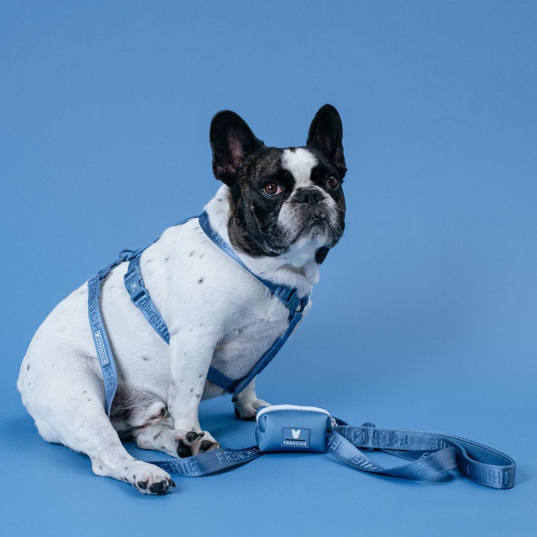 Frenchie Comfort Leash - Blue Steel from Frenchie Bulldog
