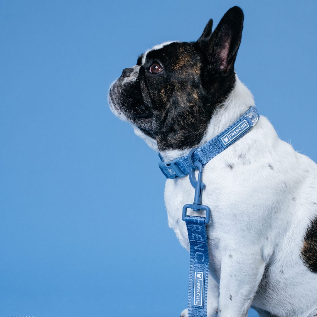 Frenchie Comfort Leash - Blue Steel from Frenchie Bulldog