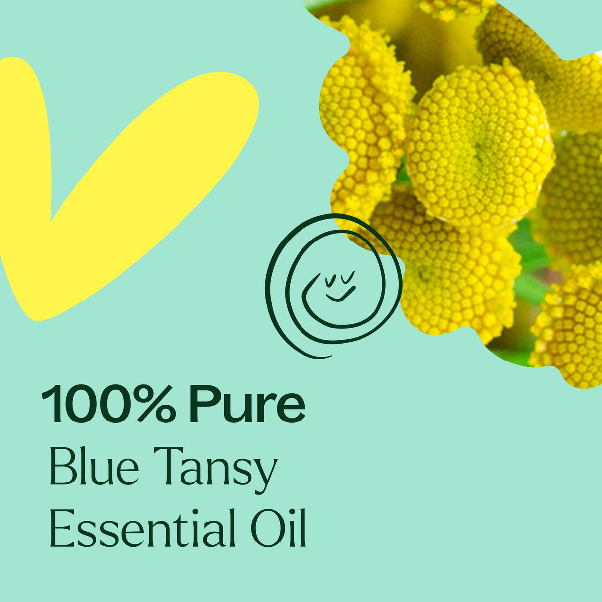 Blue Tansy Essential Oil From Plant Therapy