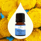 Blue Tansy Essential Oil From Plant Therapy