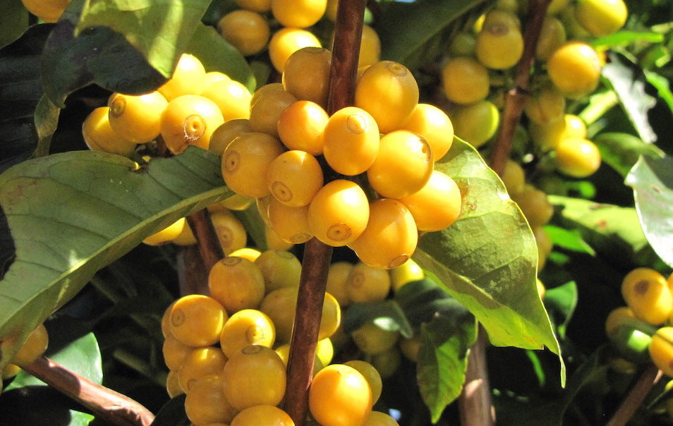 Brazil Decaf from Nossa Familia Coffee