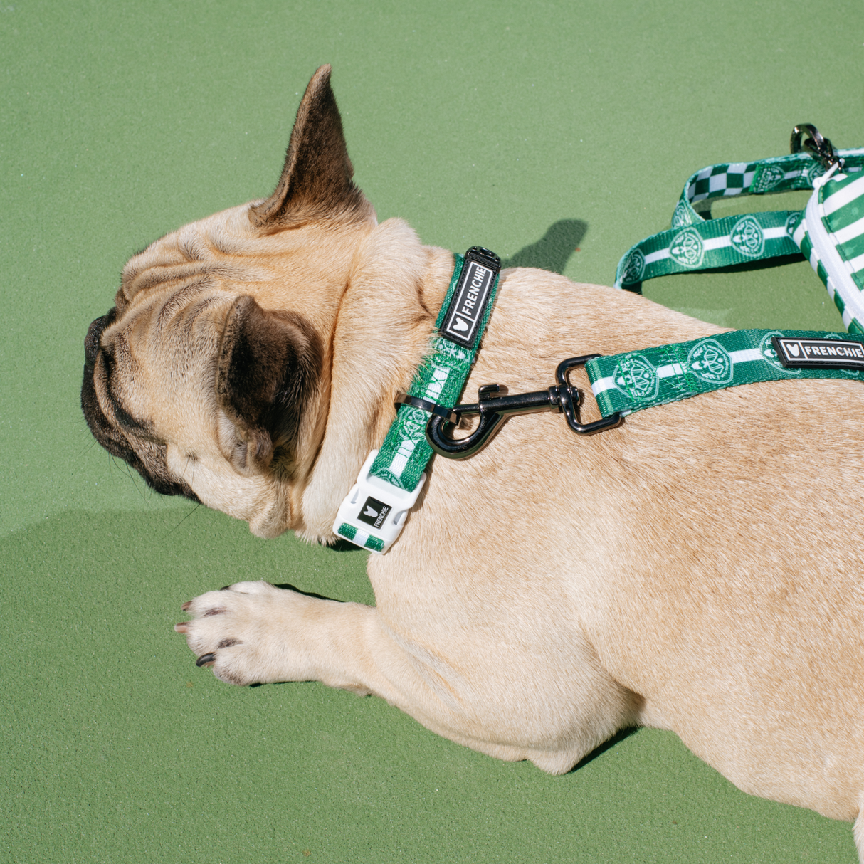 Frenchie Comfort Collar - Pickleball from Frenchie Bulldog