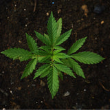 Cannabis Santal
