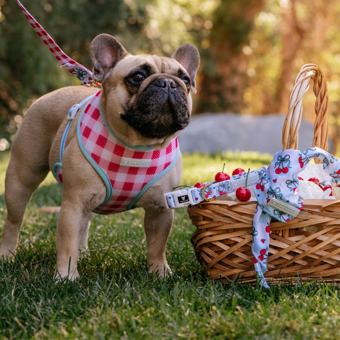 Frenchie Duo Reversible Harness - Cherries Blue from Frenchie Bulldog