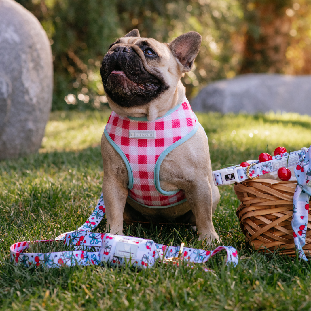 Frenchie Duo Reversible Harness - Cherries Blue from Frenchie Bulldog