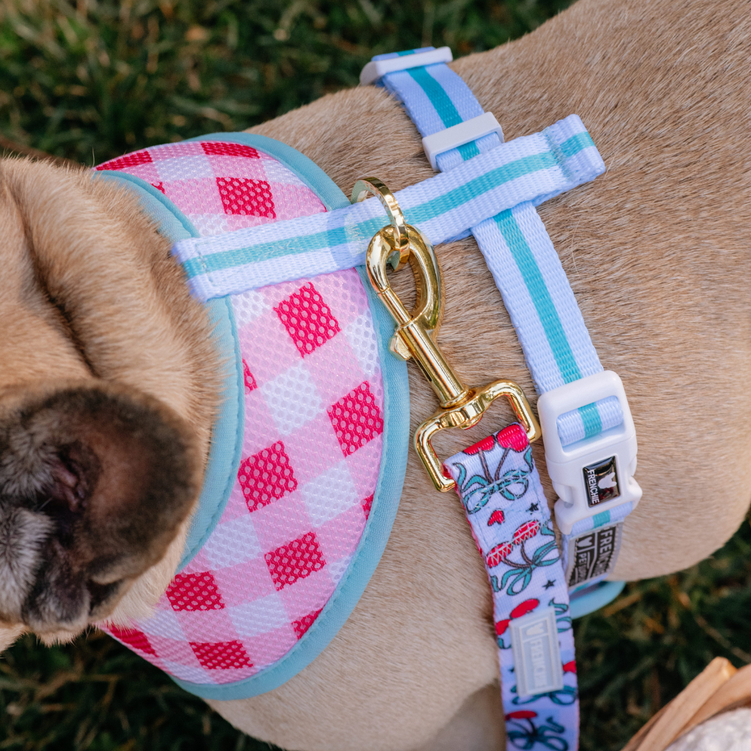 Frenchie Duo Reversible Harness - Cherries Blue from Frenchie Bulldog