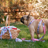 Frenchie Strap Harness - Cherries Blue from Frenchie Bulldog