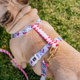Frenchie Strap Harness - Cherries Blue from Frenchie Bulldog