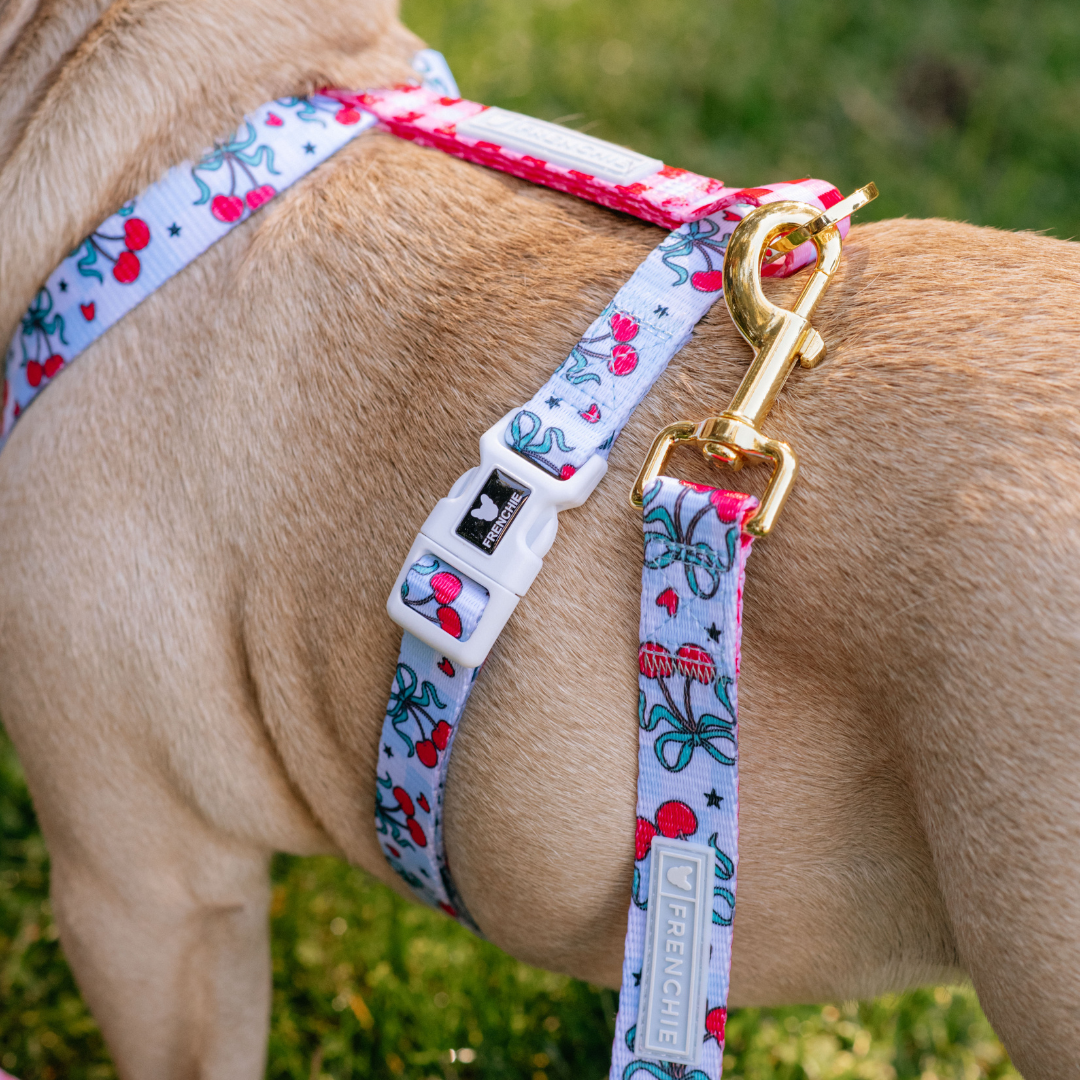 Frenchie Strap Harness - Cherries Blue from Frenchie Bulldog