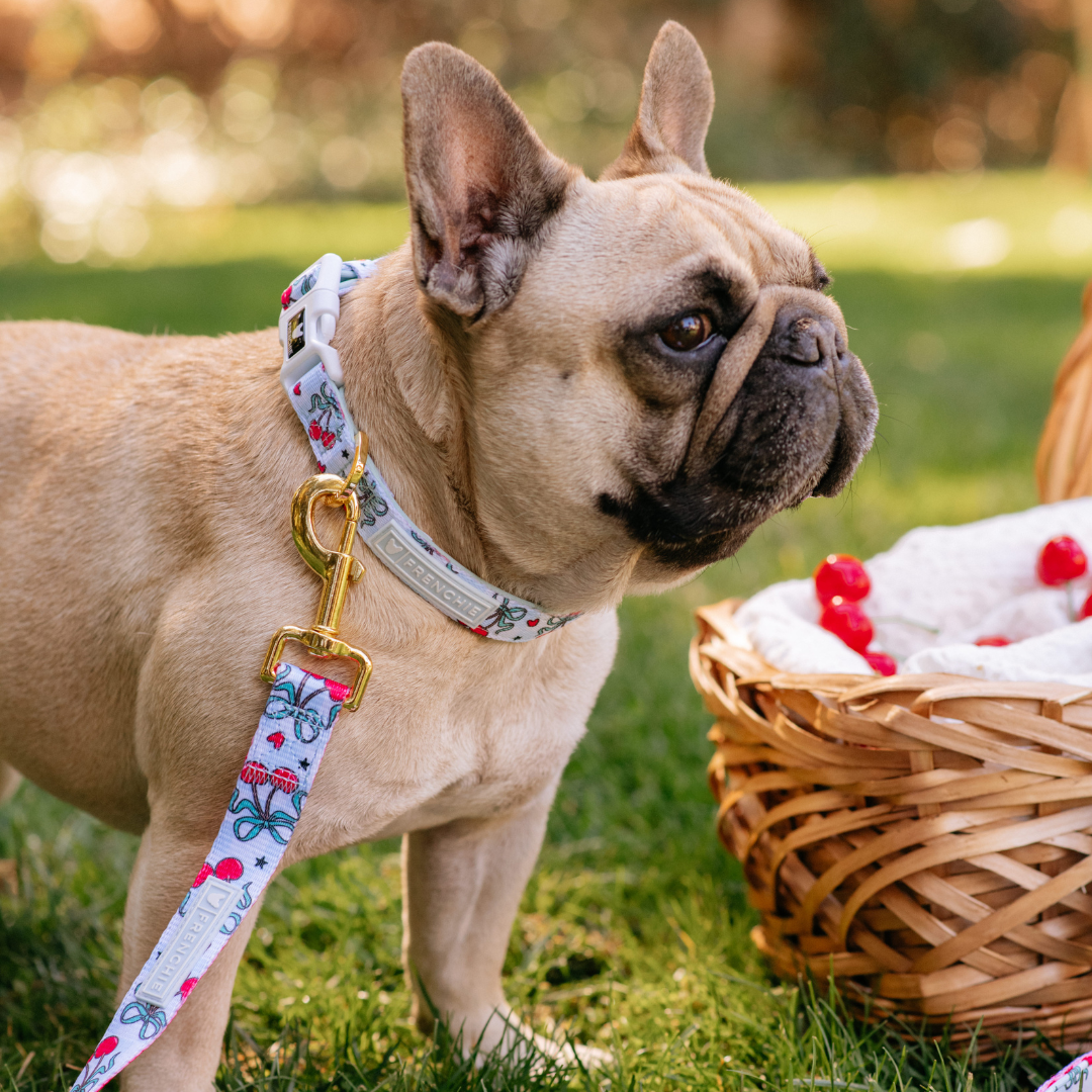 Frenchie Comfort Collar - Cherries Blue from Frenchie Bulldog