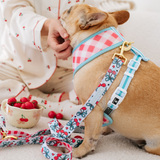 Frenchie Duo Reversible Harness - Cherries Blue from Frenchie Bulldog