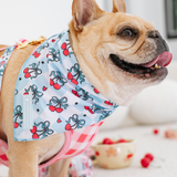Frenchie Cooling Bandana - Cherries Blue from Frenchie Bulldog