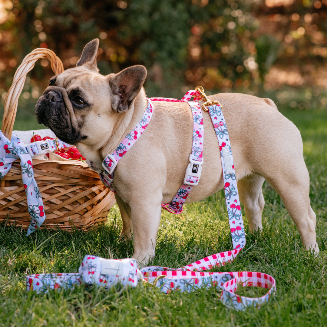 Frenchie Strap Harness - Cherries Red from Frenchie Bulldog