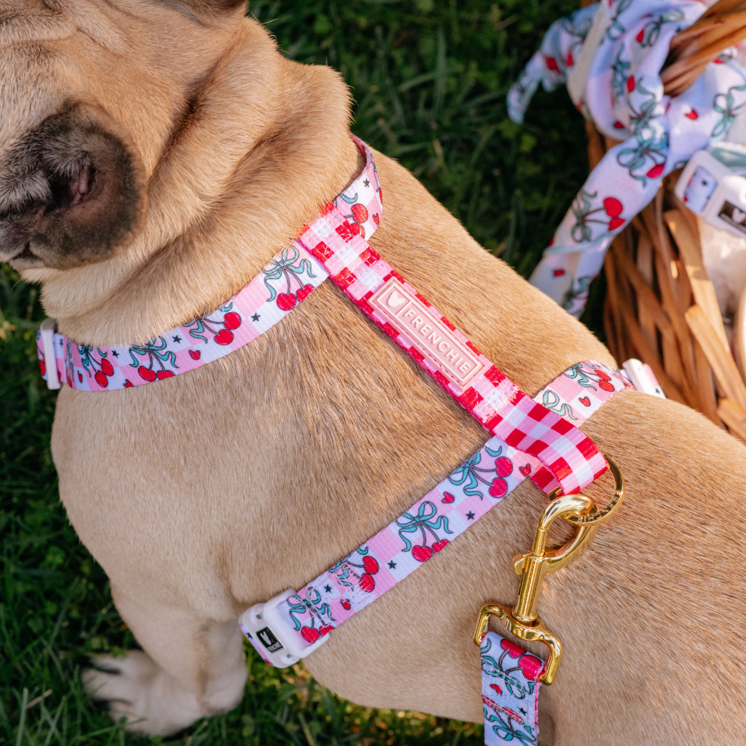 Frenchie Strap Harness - Cherries Red from Frenchie Bulldog