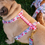 Frenchie Strap Harness - Cherries Red from Frenchie Bulldog