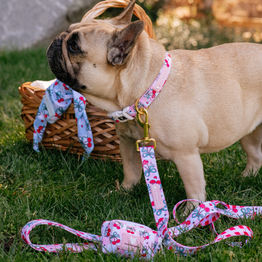 Frenchie Comfort Collar - Cherries Red from Frenchie Bulldog
