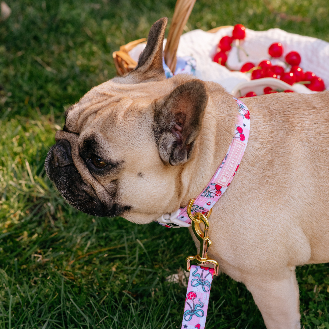 Frenchie Comfort Collar - Cherries Red from Frenchie Bulldog