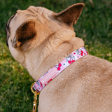 Frenchie Comfort Collar - Cherries Red from Frenchie Bulldog