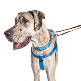 Turquoise Freedom No-Pull Dog Harness from 2 Hounds Design