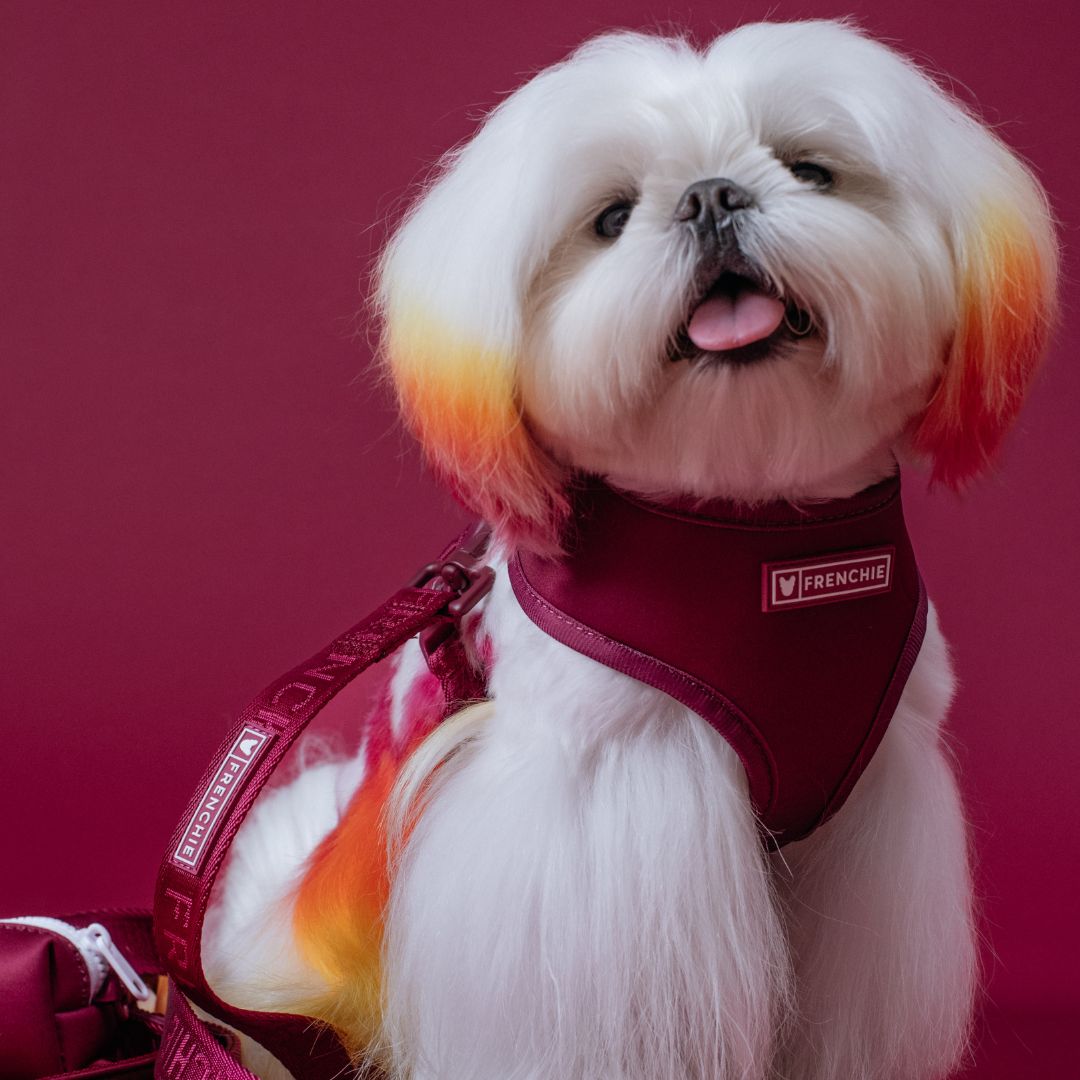 Frenchie Duo Reversible Harness - Ruby from Frenchie Bulldog