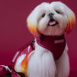 Frenchie Duo Reversible Harness - Ruby from Frenchie Bulldog