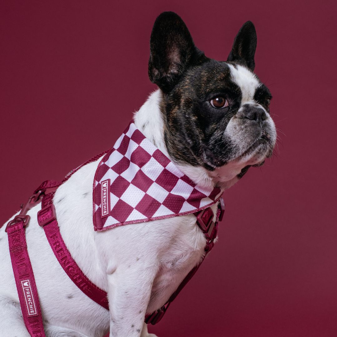 Frenchie Cooling Bandana - Ruby from Frenchie Bulldog
