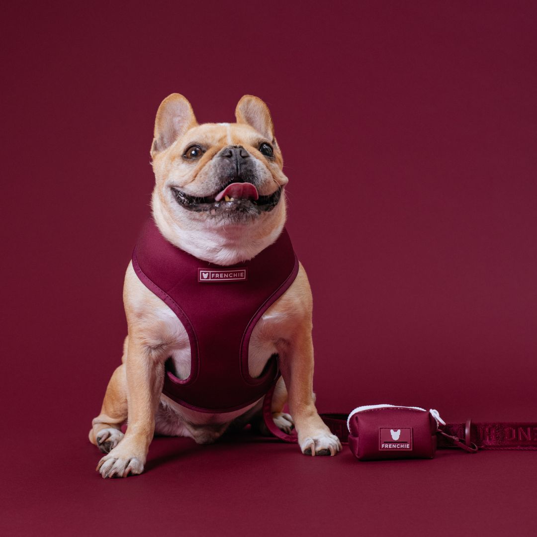 Frenchie Duo Reversible Harness - Ruby from Frenchie Bulldog