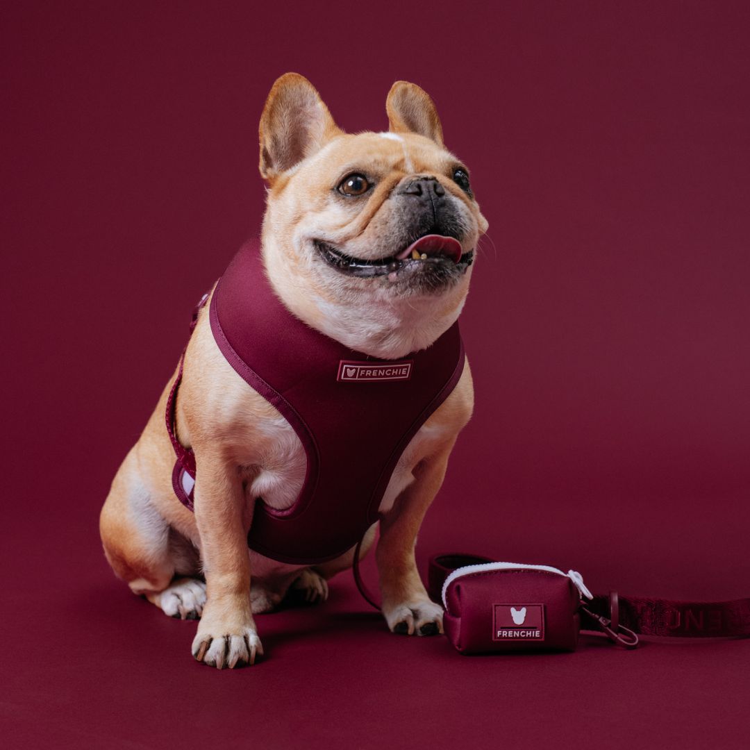 Frenchie Duo Reversible Harness - Ruby from Frenchie Bulldog
