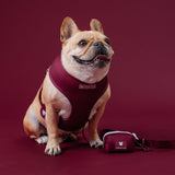 Frenchie Duo Reversible Harness - Ruby from Frenchie Bulldog