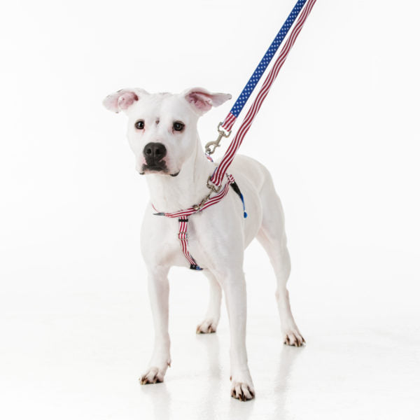Star Spangled Freedom No-Pull Dog Harness – EarthStyle from 2 Hounds Design