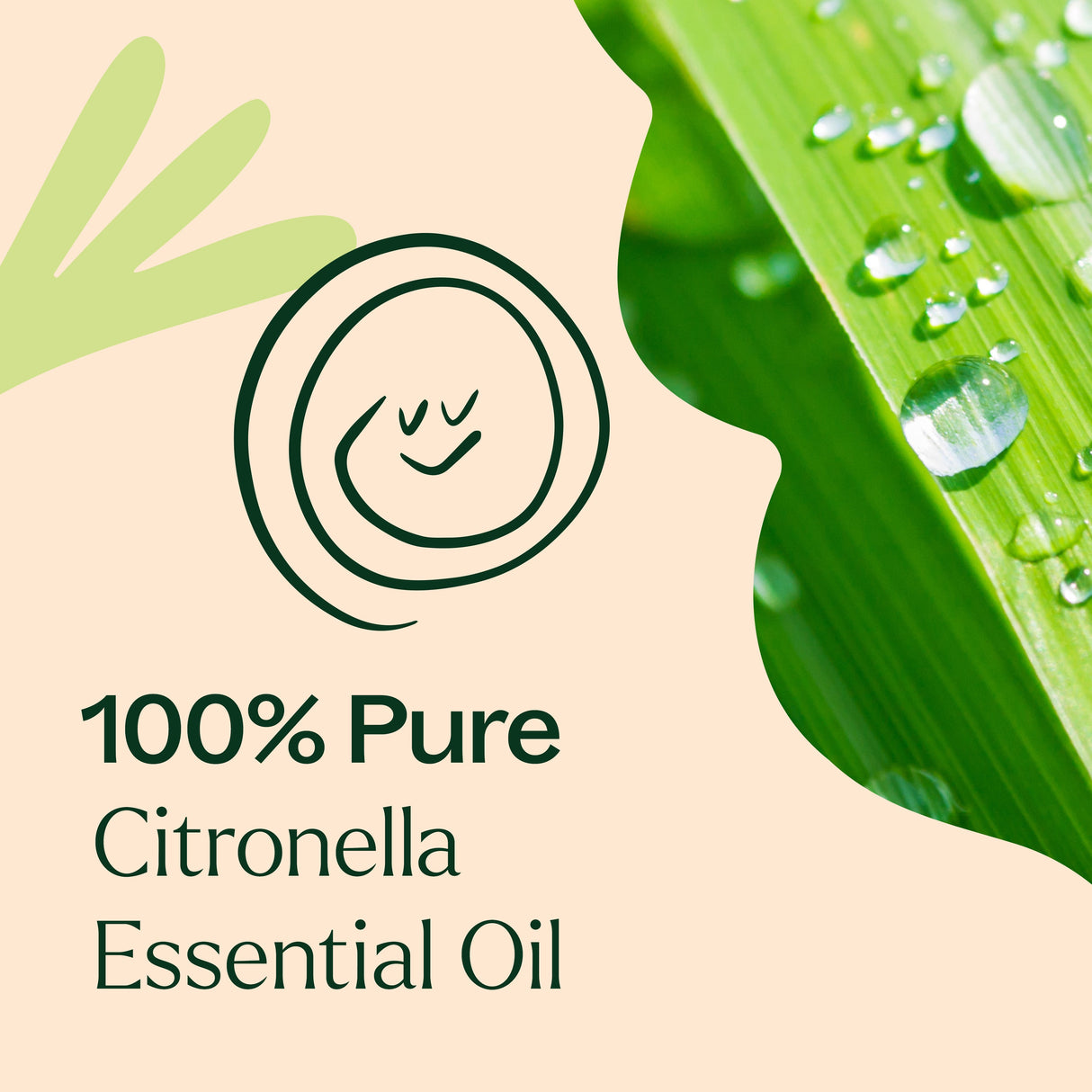 Citronella Essential Oil From Plant Therapy