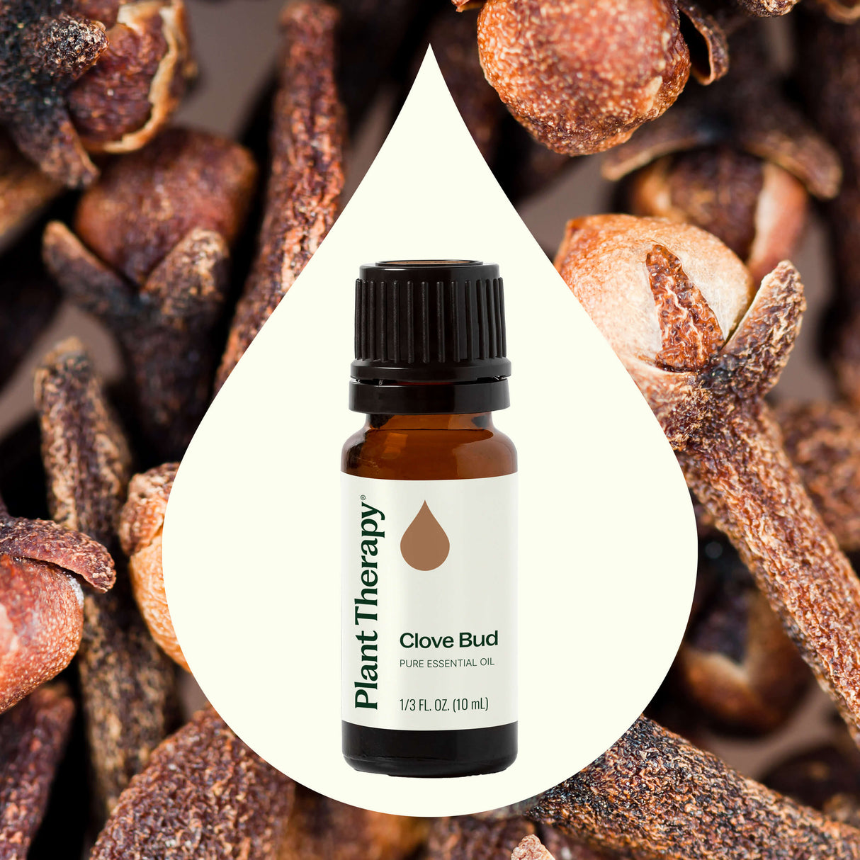 Clove Bud Essential Oil From Plant Therapy