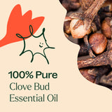 Clove Bud Essential Oil From Plant Therapy