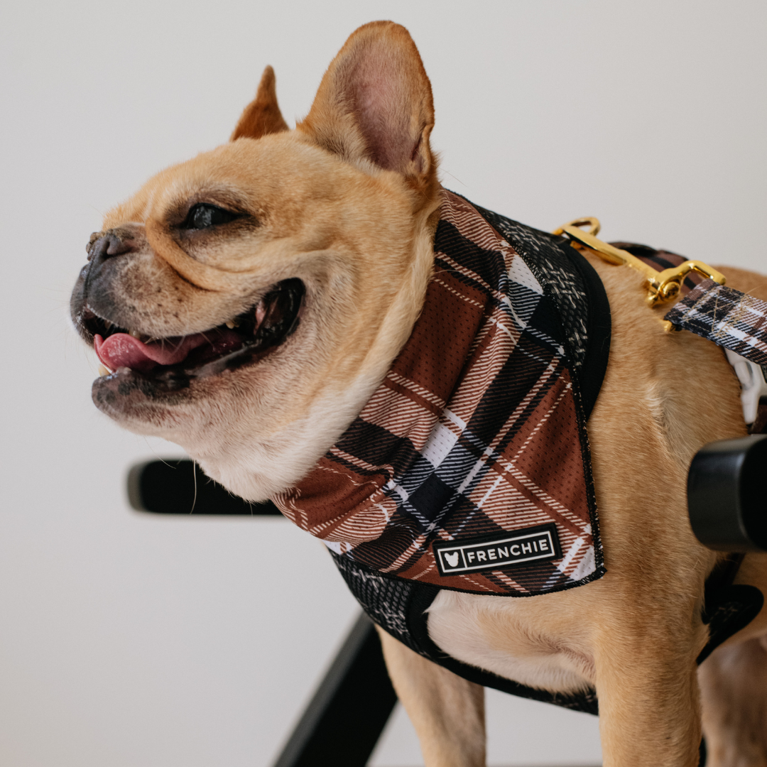 Frenchie Cooling Bandana - Cocoa Plaid from Frenchie Bulldog