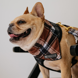 Frenchie Cooling Bandana - Cocoa Plaid from Frenchie Bulldog