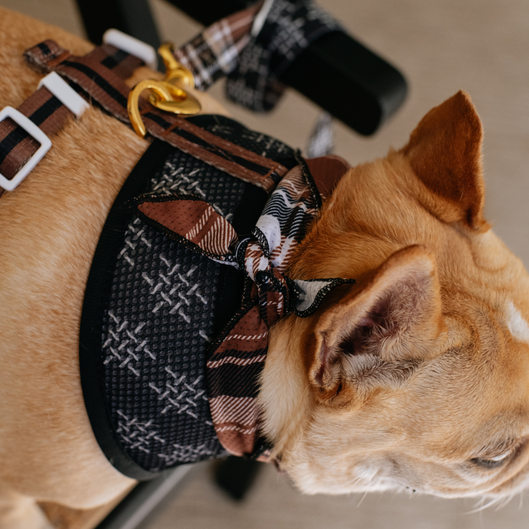 Frenchie Cooling Bandana - Cocoa Plaid from Frenchie Bulldog