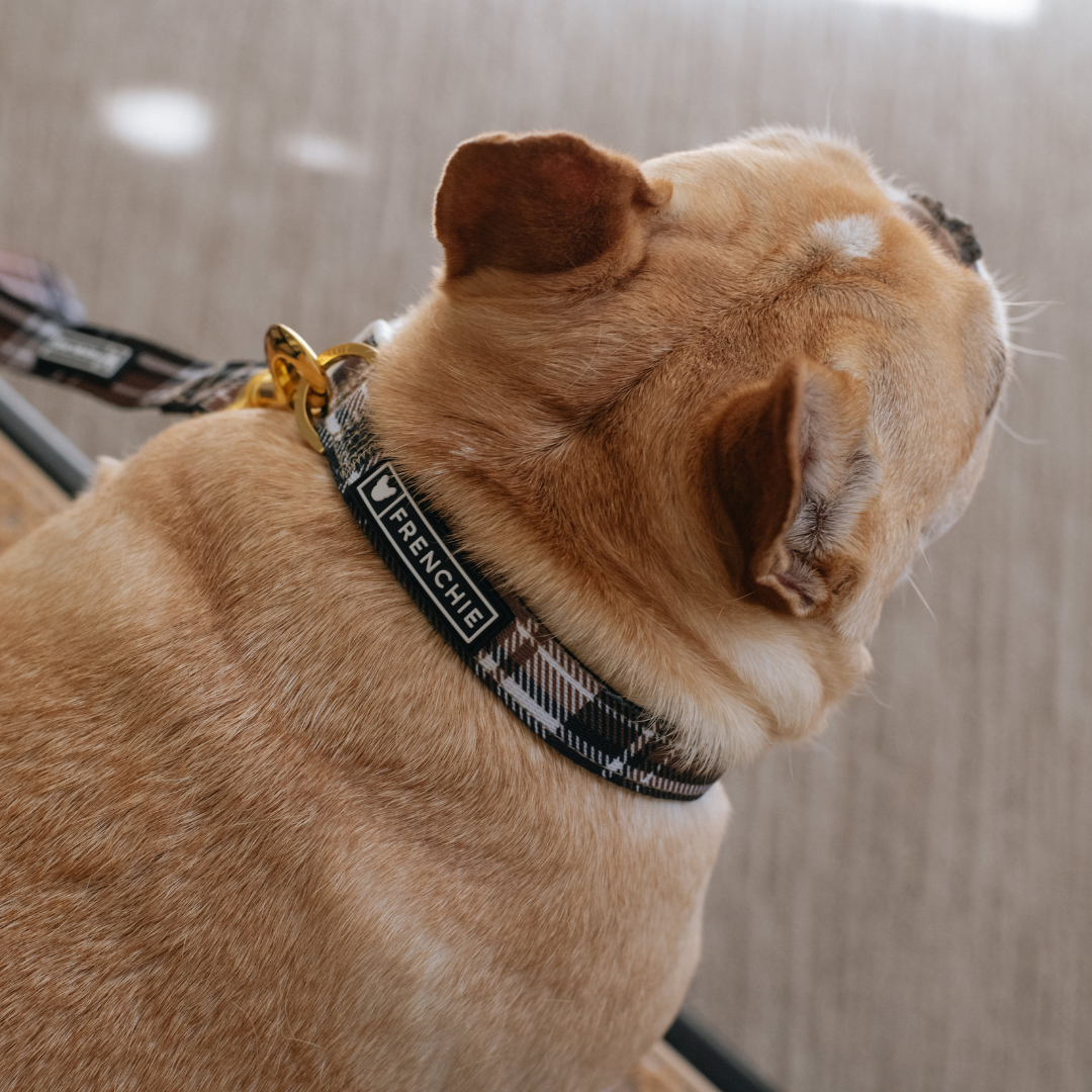 Frenchie Comfort Collar - Cocoa Plaid from Frenchie Bulldog