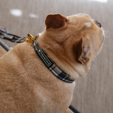 Frenchie Comfort Collar - Cocoa Plaid from Frenchie Bulldog