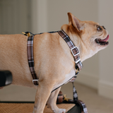 Frenchie Strap Harness - Cocoa Plaid from Frenchie Bulldog