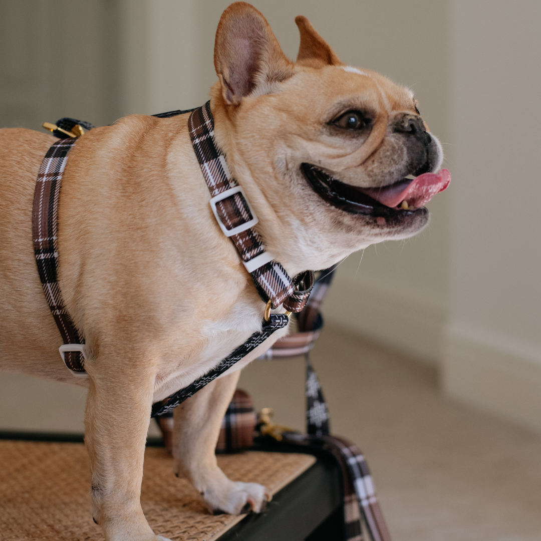 Frenchie Strap Harness - Cocoa Plaid from Frenchie Bulldog