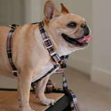 Frenchie Strap Harness - Cocoa Plaid from Frenchie Bulldog
