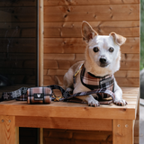 Frenchie Duo Reversible Harness - Cocoa Plaid from Frenchie Bulldog