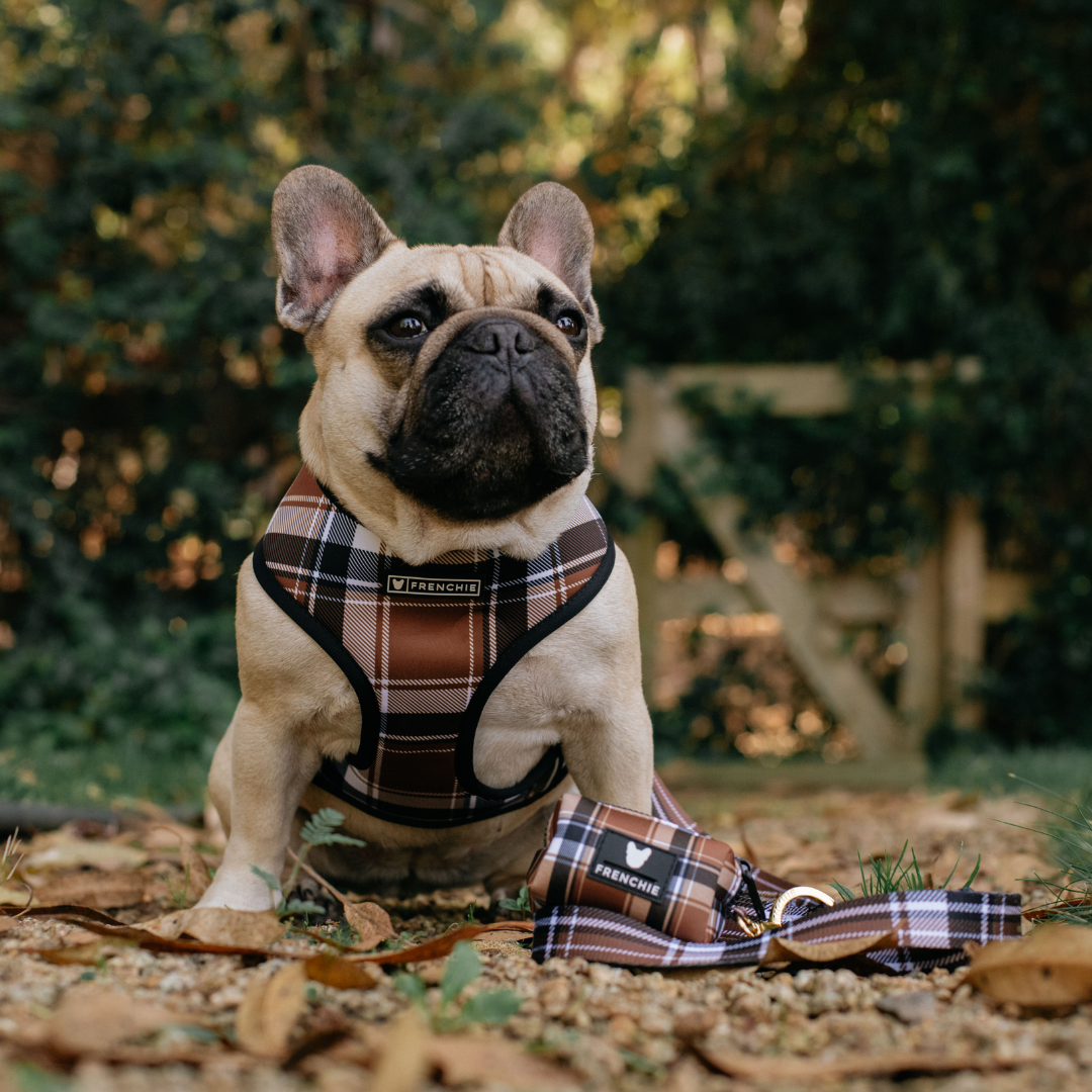 Frenchie Duo Reversible Harness - Cocoa Plaid from Frenchie Bulldog