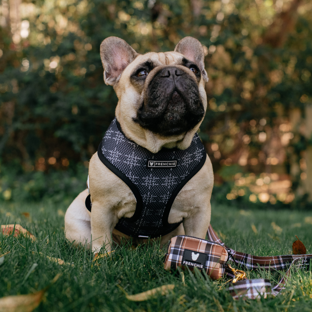 Frenchie Duo Reversible Harness - Cocoa Plaid from Frenchie Bulldog